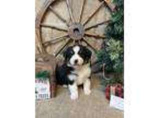 Miniature Australian Shepherd Puppy for sale in Kalama, WA, USA