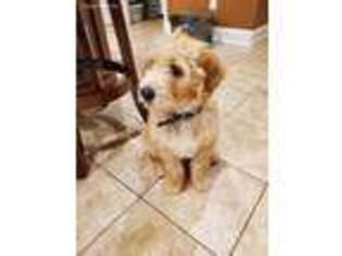 Labradoodle Puppy for sale in Suwanee, GA, USA