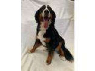 Bernese Mountain Dog Puppy for sale in Kanopolis, KS, USA