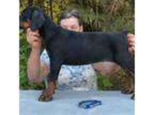 Doberman Pinscher Puppy for sale in West Monroe, LA, USA