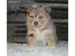 Siberian Husky Puppy for sale in Apple Creek, OH, USA
