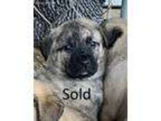 Mastiff Puppy for sale in Glasgow, KY, USA