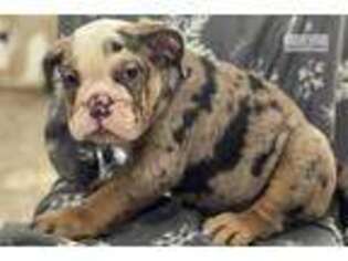 Bulldog Puppy for sale in Boston, MA, USA