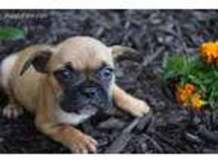 French Bulldog Puppy for sale in Charleston, AR, USA