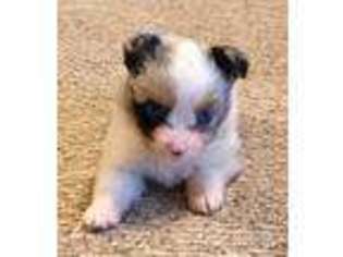 Miniature Australian Shepherd Puppy for sale in Watson, OK, USA
