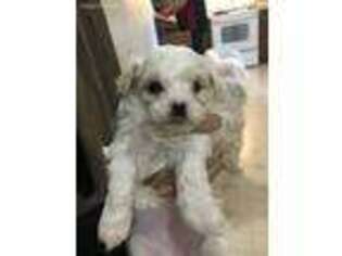 Mutt Puppy for sale in Union City, CA, USA