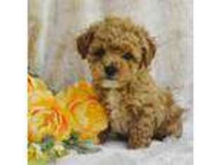 Bichon Frise Puppy for sale in Huntington, NY, USA