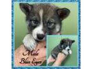 Alaskan Klee Kai Puppy for sale in Clifton, KS, USA