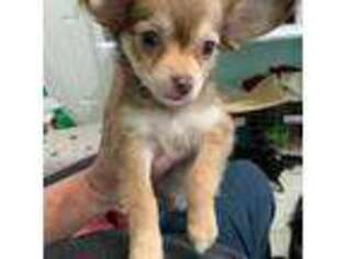 Chihuahua Puppy for sale in Melissa, TX, USA