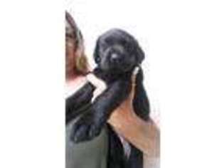 Labrador Retriever Puppy for sale in Crystal River, FL, USA
