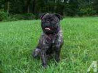 Pug Puppy for sale in WALKER, WV, USA