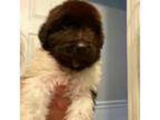 Newfoundland Puppy for sale in Elgin, IL, USA