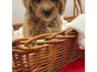 Cavapoo Puppy for sale in Greer, SC, USA