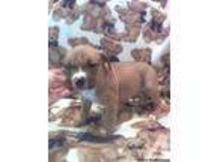 Mutt Puppy for sale in IRWIN, PA, USA