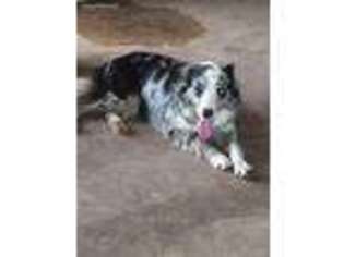 Border Collie Puppy for sale in Saint Hedwig, TX, USA