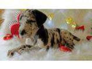 Great Dane Puppy for sale in Dutton, AL, USA