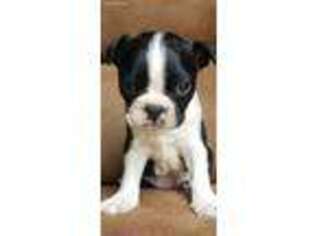 Boston Terrier Puppy for sale in Albany, GA, USA
