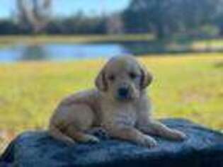 Labradoodle Puppy for sale in Lake Butler, FL, USA