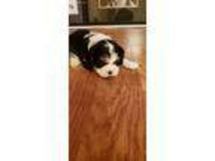 Cavalier King Charles Spaniel Puppy for sale in Cedar Hill, TX, USA