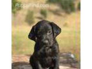 Labrador Retriever Puppy for sale in Custer, SD, USA