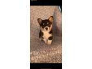 Pembroke Welsh Corgi Puppy for sale in Elkton, KY, USA