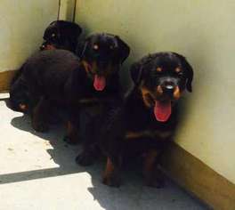 Rottweiler Puppy for sale in Palmdale, CA, USA