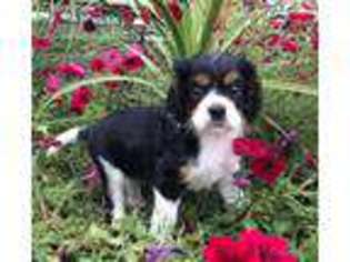 Cavalier King Charles Spaniel Puppy for sale in Milton, PA, USA
