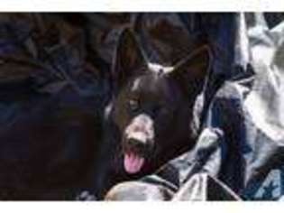 German Shepherd Dog Puppy for sale in RIVERSIDE, CA, USA