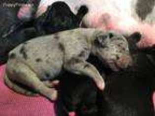 Great Dane Puppy for sale in Belmont, NC, USA