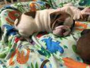 Bulldog Puppy for sale in Bradenton, FL, USA