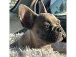 French Bulldog Puppy for sale in San Diego, CA, USA