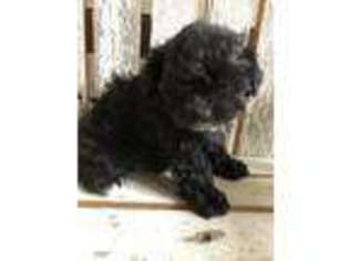 Shih-Poo Puppy for sale in Dorchester, NE, USA