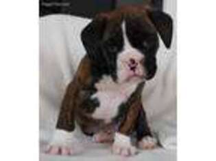 Boxer Puppy for sale in Monroe, IA, USA