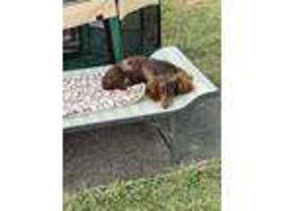Dachshund Puppy for sale in RICHMOND, MO, USA