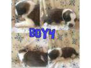 Saint Bernard Puppy for sale in Plainville, GA, USA