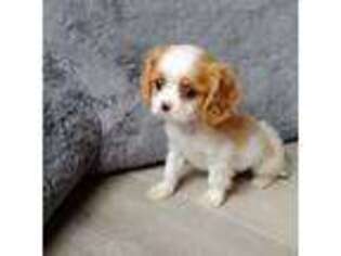 Cavalier King Charles Spaniel Puppy for sale in Wadena, MN, USA