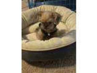 Brussels Griffon Puppy for sale in Las Vegas, NV, USA