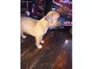 Boxer Puppy for sale in Paw Paw, MI, USA