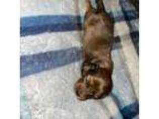 Dachshund Puppy for sale in Tonopah, AZ, USA
