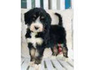 Mutt Puppy for sale in Ladson, SC, USA