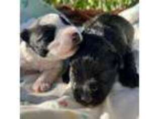 Mutt Puppy for sale in Parowan, UT, USA