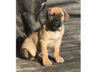 Medium Photo #1 Cane Corso Puppy For Sale in New Holland, PA, USA
