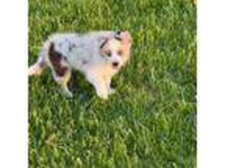 Miniature Australian Shepherd Puppy for sale in Fargo, ND, USA