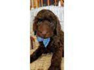 Labradoodle Puppy for sale in Bethany, MO, USA