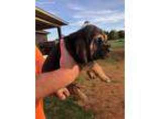 Bloodhound Puppy for sale in Molino, FL, USA