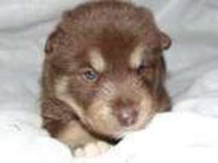 Alaskan Malamute Puppy for sale in East Hardwick, VT, USA