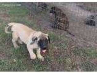 Mastiff Puppy for sale in Ben Wheeler, TX, USA