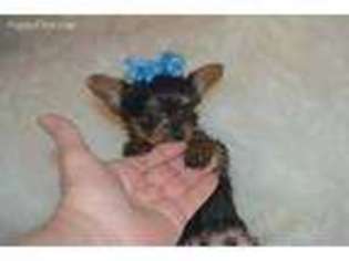 Yorkshire Terrier Puppy for sale in Warrensburg, MO, USA