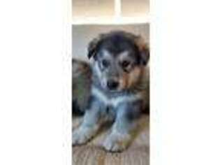 Native American Indian Dog Puppy for sale in Chester, VT, USA