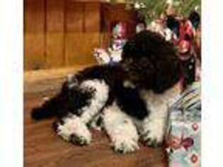 Mutt Puppy for sale in Moyie Springs, ID, USA